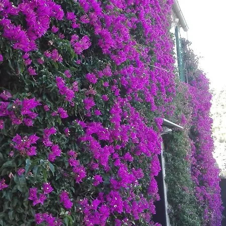Holiday home La Bouganvilla