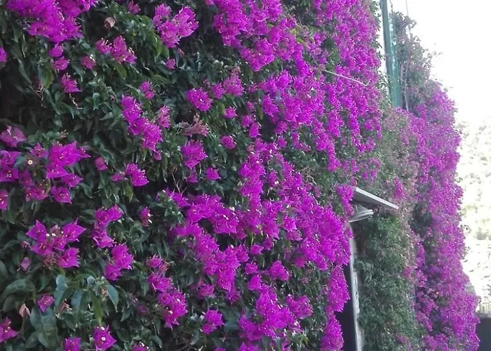 Semesterbostad La Bouganvilla